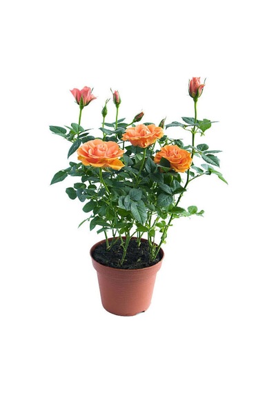 Minyatür Gül Turuncu Renkli 20 40 Cm 1 Adet Aşılı Gül Orange Rose