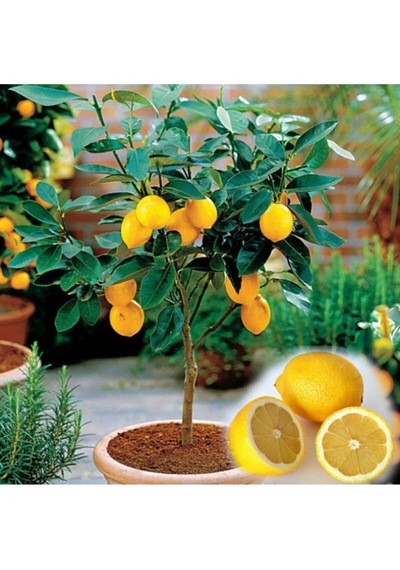 10 Adet Bodur Saksı Bonsaı Limon Tohumu + 10 Adet Hediye Karışık Renk Gül Çiçek Tohumu