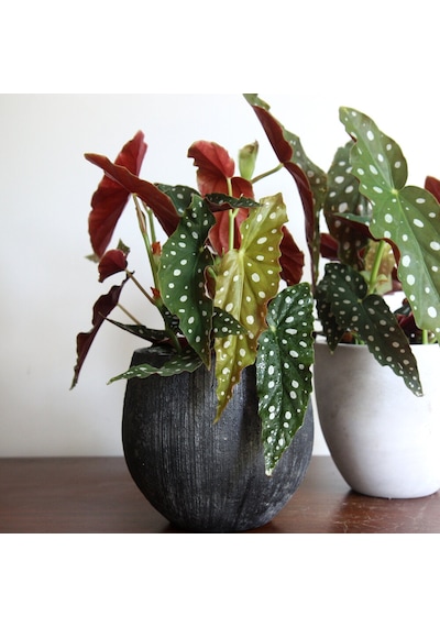Çilli  Begonya – Begonia Maculata