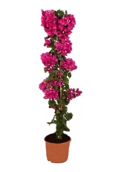 Fuşya Begonvil Çiçeği Fidanı 30-45 Cm Saksılı Çiçekli Bodur Bitkiler Bougainvillea