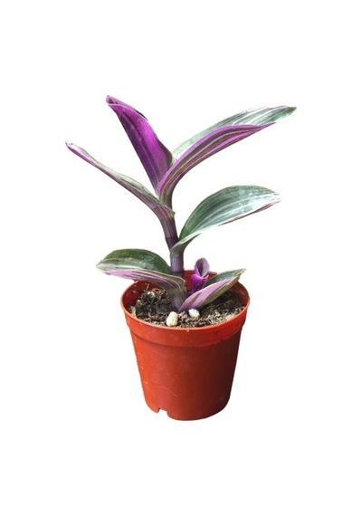 Tradescantia Zebrina Kaktüs Sukulent Fidanı 10-20 Cm