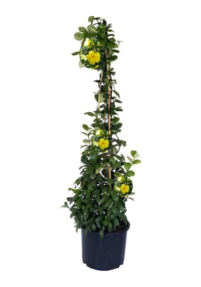 2 Li Çiçek Seti Saksılı Sarı Yasemin & Filbahri 30-50cm Boy Aralığı