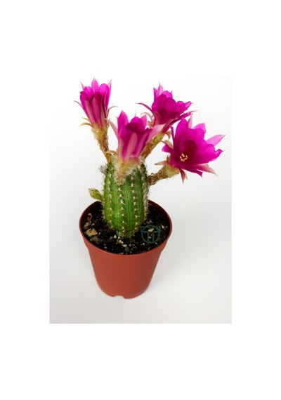 Yılan Kaktüs Fuşya Çiçekli Pilosocereus Silvestrii Hibrit Nadir