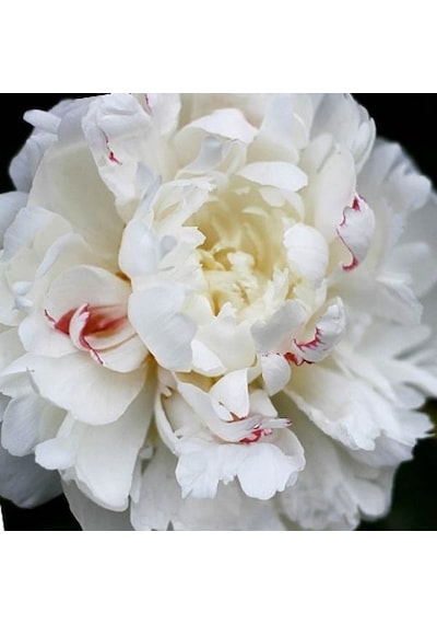 Peonies Festiva Beyaz Şakayık Çiçeği Yumrusu-Rizomu 1  Adet