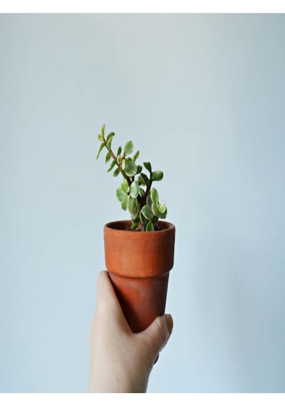 Portulacaria Afra Variegata,fil Azığı Yeşim 5,5 Sukulent Saksısında Dolgun Formlu