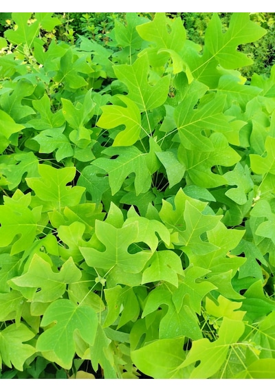 Lale Ağacı Fidanı - 2 Yaş Saksılı Liriodendron Tulipifera