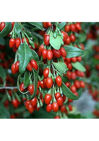 Kırmızı Goji Berry Fidanı Nq1 Kurt Üzümü 120 150 Cm Arası 5 Yaş