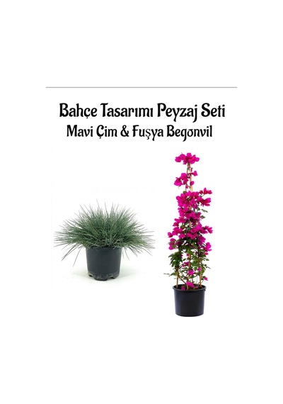 Mavi Çim 1 Adet Saksılı 10-20cm +fuşya Begonvil 40-80cm Bahçe Seti