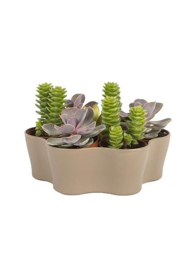 Plastik Kaktüs Saksı 5,5 Cm 46969294