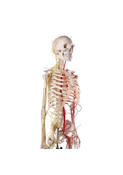 Sinir Ve Damarlı, Gerçek Boyutlarında İnsan İskeleti Modeli, 180 Cm - İskelet Maketi 01