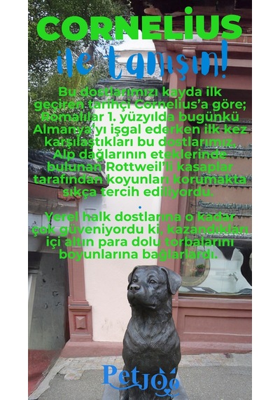 Petjoo 20.Cornelius Mavi-Yeşil Qr'lı Köpek Künyesi