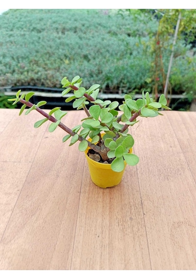 Portulacaria Afra Variegata Yeşil Fil Azığı Sukulent 5,5 Cm Saksıda
