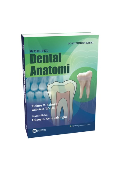 Woelfel Dental Anatomi