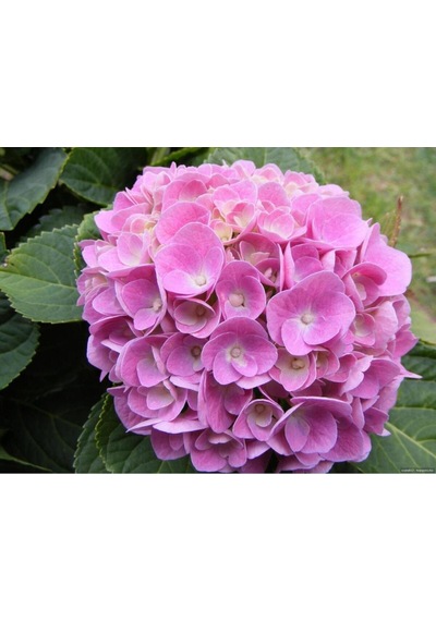 Pastel Pembe Ortanca Fidanı 10-30 Cm Hydrangea Macrophylla