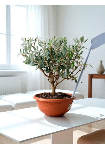 Bitkitürk-zeytin Veren Bonsai İthal 9 Yaşında