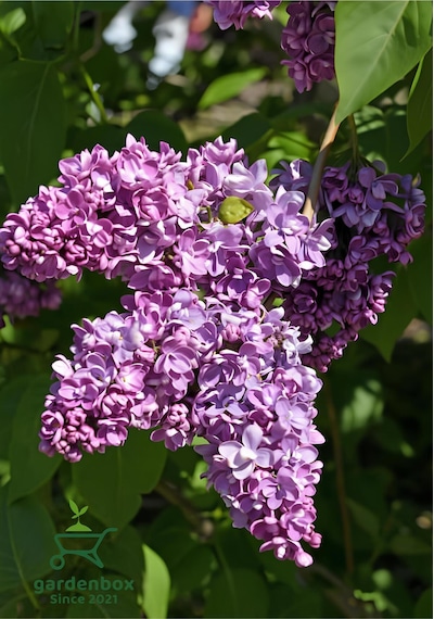 Mis Kokulu Leylak Çiçeği 1 Adet Saksılı/tüplü 40-60cm Dış Mekan Bitkisi Syringa