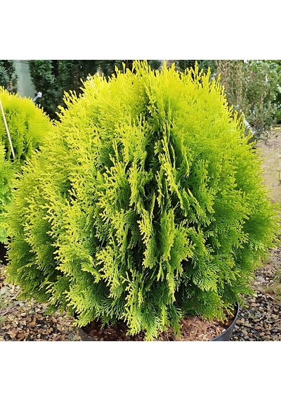 Doğu Mazı Çamı 150 Cm Boyunda