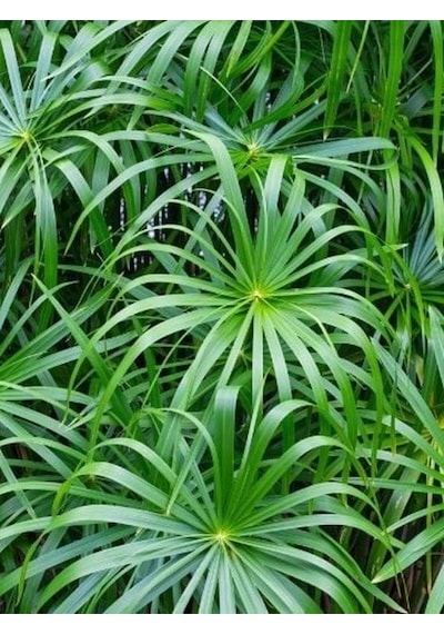 Salon Bitkisi Japon Şemsiyesi 1 Adet Saksılı 50-60cm Cyperus Alternifolius