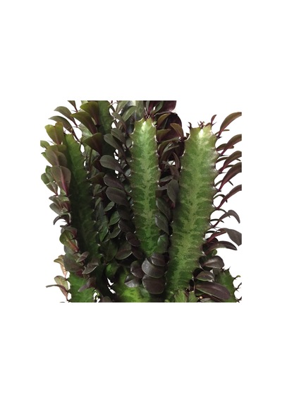 Euphorbia Trigona 'Rubra' (Süt Ağacı) Ø17 CM Y60-70 CM