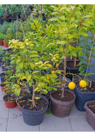 Videolu Bol Sulu Yediveren Limon 80 100 Cm 1 Adet Saksılı/ Tüplü Citrus Limon