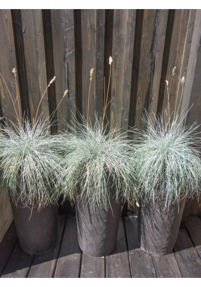 Favori Ürün Bahçe Dekoratifi Mavi Çim 10 30 Cm 3 Adet Saksılı Dış Mekan Bitkisi Blue Fescue