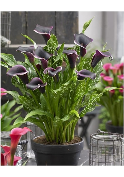 Gala Gelin Çiçeği Calla Lily - Bordo 10-20 Cm