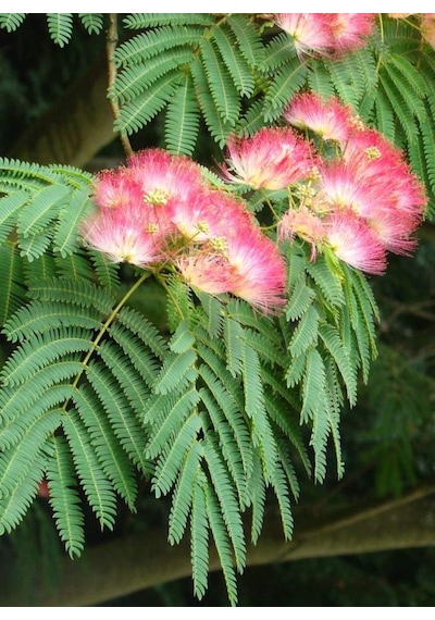 2 Adet Gülibrişim Fidanı Hibiscus Syriacus :