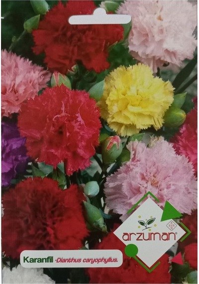 Karanfil Çiçeği Tohumu