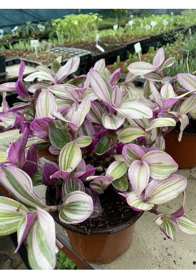 Tradescantia Nanouk Telgraf Çiçeği 13 Lük Saksıda
