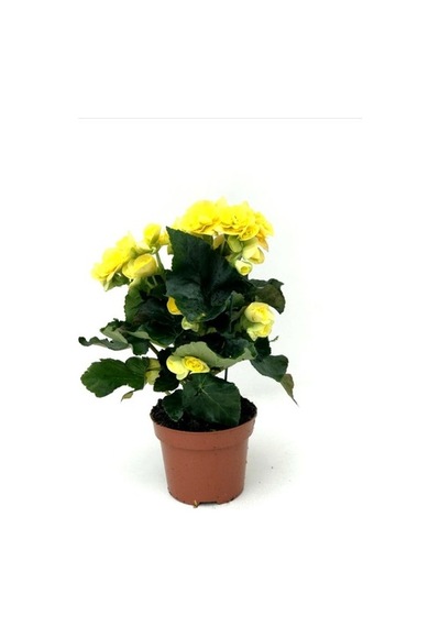 Begonya Çiçeği Fidanı Sarı 10-20 Cm