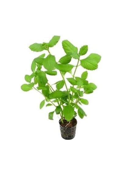 Canlı Bitki Hygrophila Difformis, 4-6 Kök Olarak
