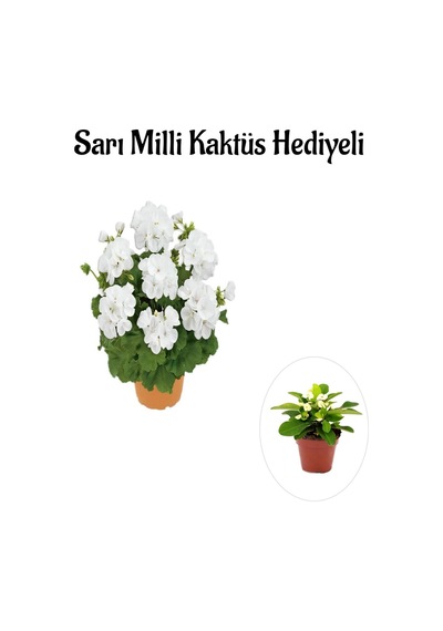 Hediyelik Beyaz Sardunya Çiçeği Sevgililer Gününe Özel Sarı Milli Kaktüs Hediyeli