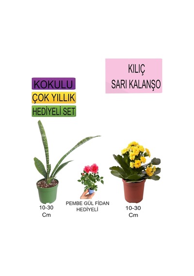 3'lü Set Tek Dikim Kılıç+sarı Kalanşo+hediyelik Pembe Gül Fidanı