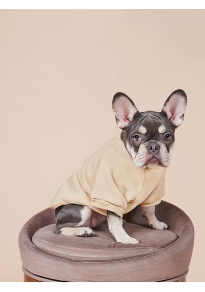 Balloon Küçük ve Orta Irk Köpekler İçin Köpek Sweatshirt