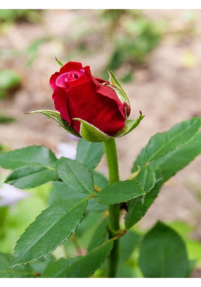 Videolu 1 Adet Renkli Anneler Günü Için Hediyelik Gül Çiçekli Bodur Bitkiler Flower