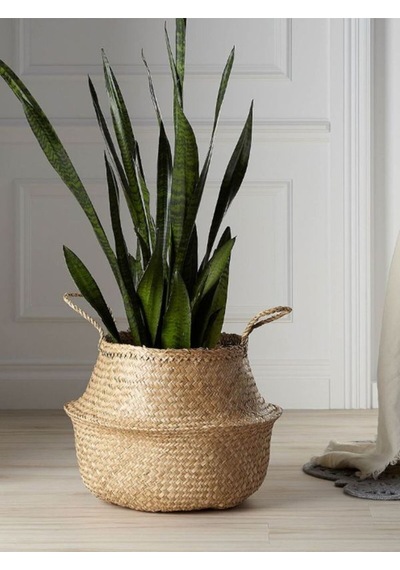 İç Mekan İçin Yeşil Kılıç Paşa Kılıcı 20-40 Cm, Dolgun Ve Estetik Görünüm