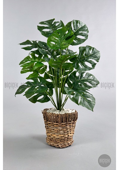 Yapay Monstera Deve Tabani 65 Cm Demi R Destekli Kulpsuz Hasir Saksıda Krem