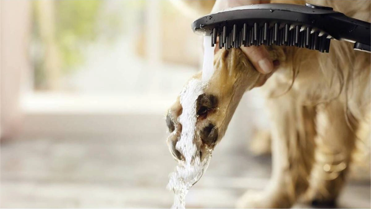 Hansgrohe Dogshower Köpek El Duşu 150 3jet Satin Beyaz Beyaz