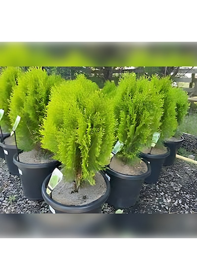 Doğu Mazı Çamı 150 Cm Boyunda