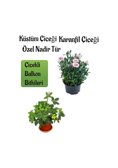 Küstüm Çiçeği 1 Adet 4 Kök 8/10cm + Pembe Karanfil Çiçeği 10-15cm