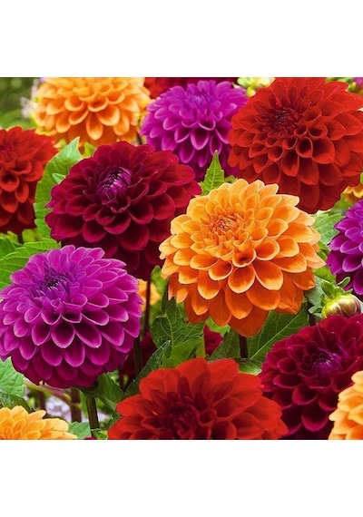 Mixed Dahlia İri Karışık Yıldız Çiçeği Yumrusu 5 Adet