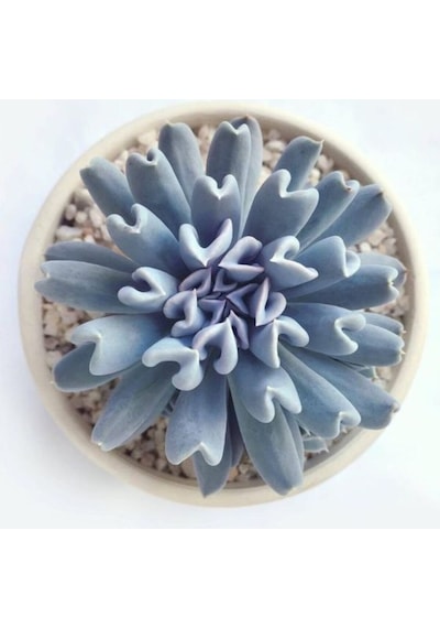 Echeveria Runyonii Topsy Turvy Sukulent Bitki