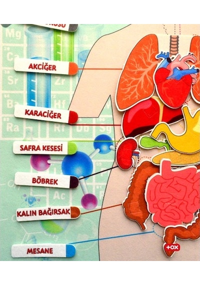 Tox iç Organlar Sistemi Keçe Duvar Panosu . Eğitici Oyuncak