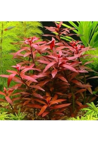 Peruensis Saksı Canlı Bitki P112 Çok Renkli