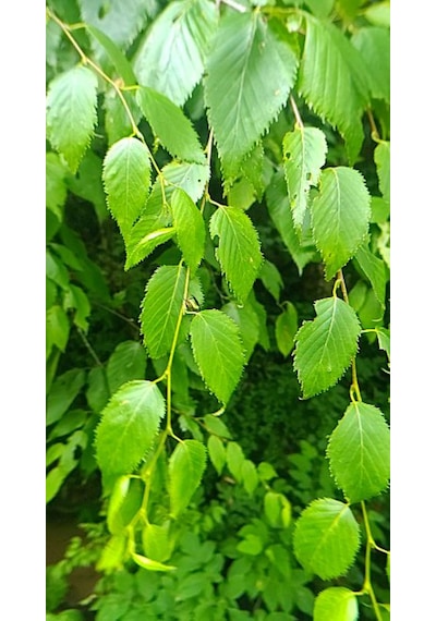 Huş Ağacı Fidanı Betula Pendula - Estetik Peyzaj Ağacı