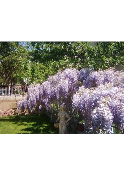 Mor Salkım 80 Cm Saksılı/tüplü Dış Mekan Sarmaşık Bitkileri Wisteria