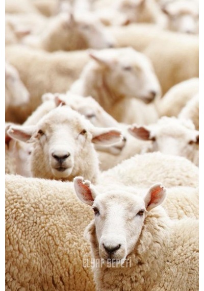 1 Kg 100% L Yıkanmış Taranmamış Saf Merinos Kuzu Yünü Renksiz