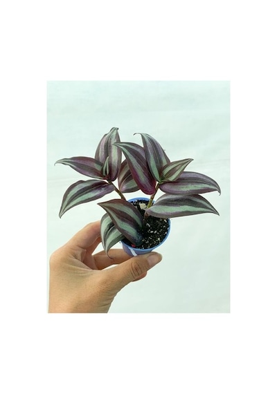 Çizgili Bordo Telgraf Çiçeği Fidanı 10-20 Cm