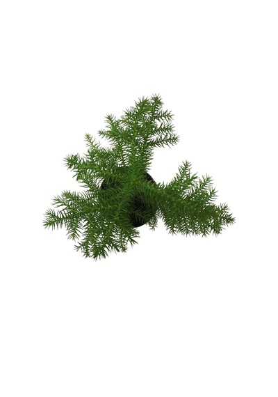 Araucaria Heterophylla (Salon Çamı) Ø12 CM Y25-30 CM