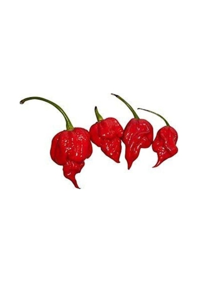 Ithal Nadir Çok Acı Trinidat Scorpion Biber Tohumu 5 Adet Tohum Dünyanın En Acı Akrep Biberi